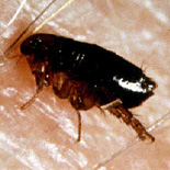 bolha